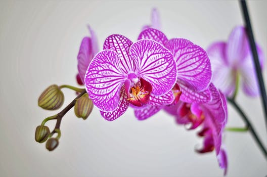 Diagnose orchid plant problems and improve orchid care