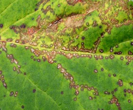 Image of Anthracnose 