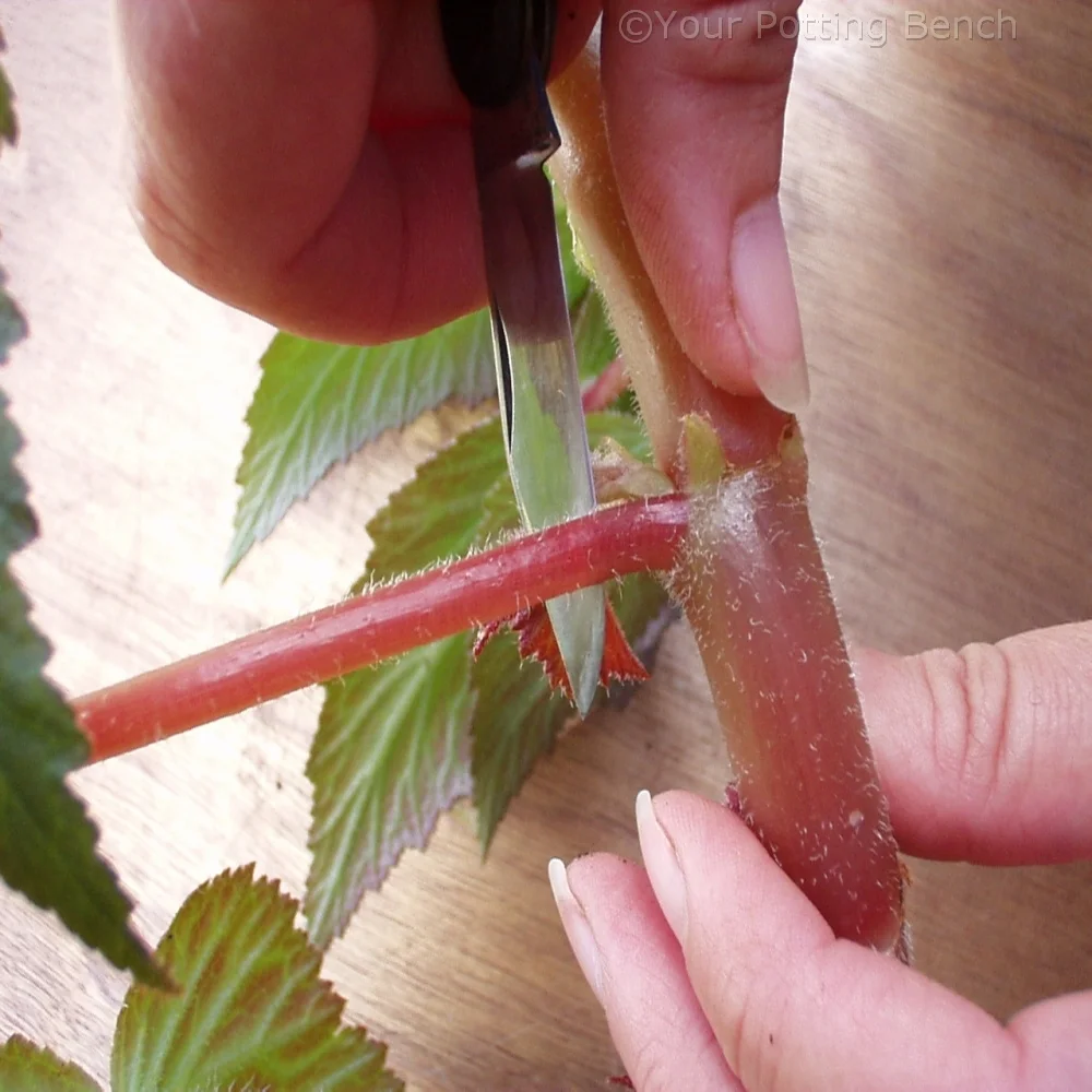 Step 1 of How to take Begonia Cuttings