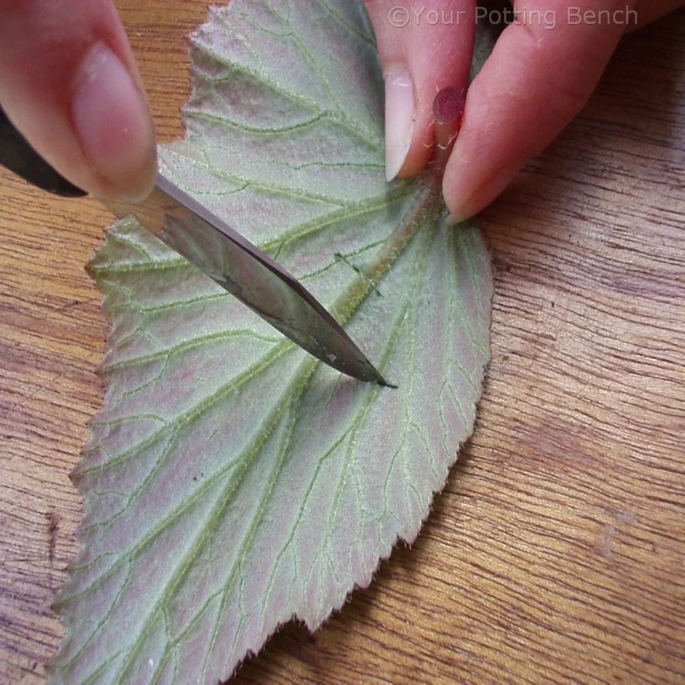 Step 2 of How to take Begonia Cuttings
