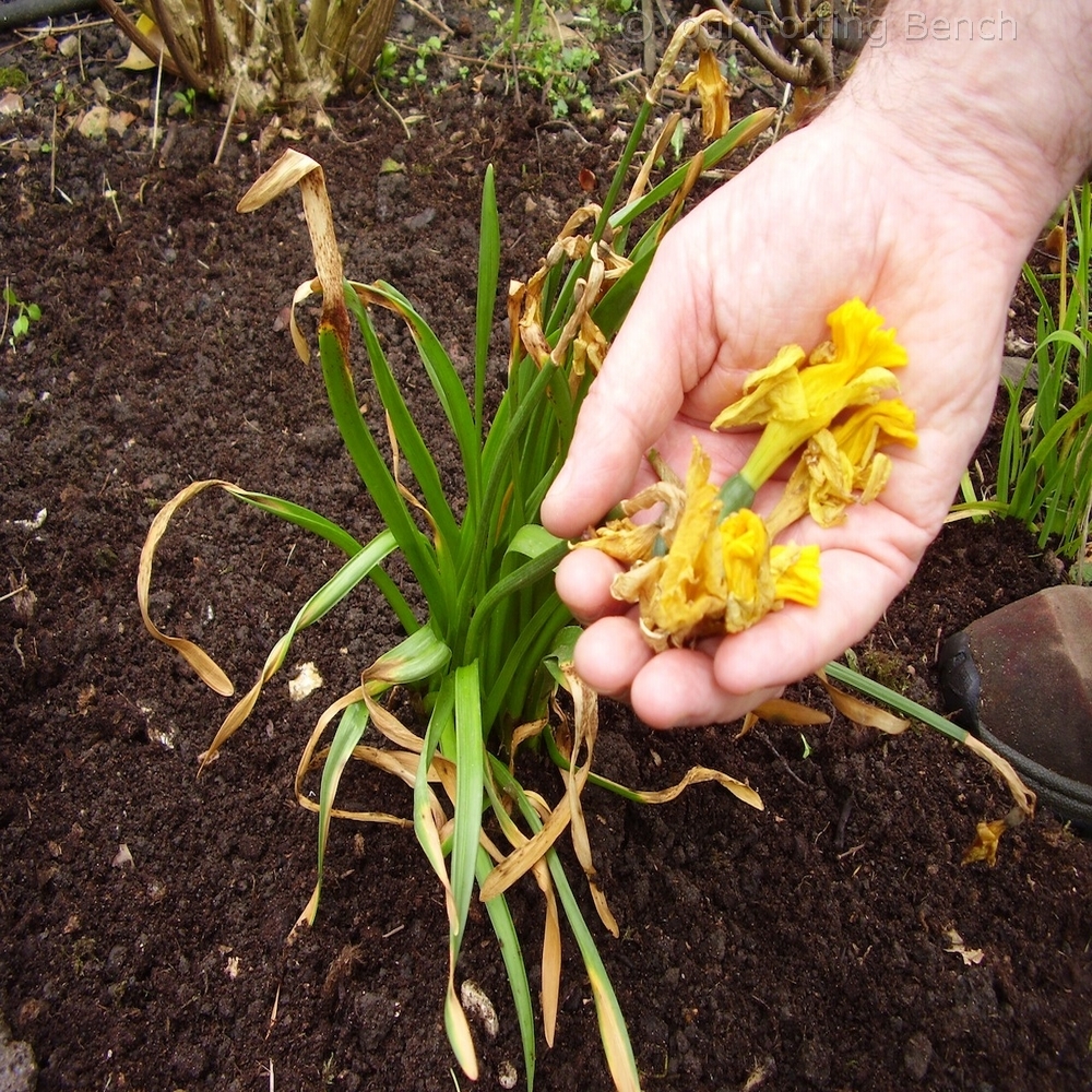 Step 1 of How to Care for Bulbs after flowering