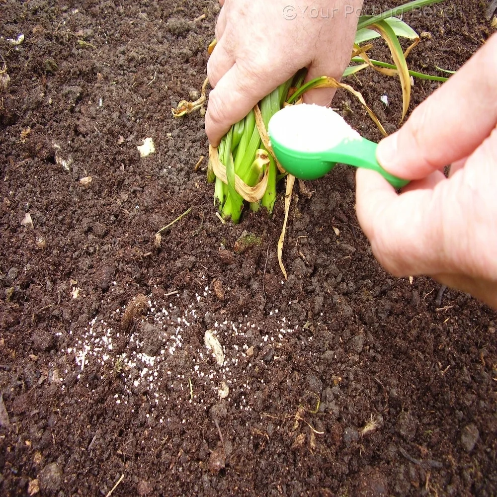 Step 2 of How to Care for Bulbs after flowering