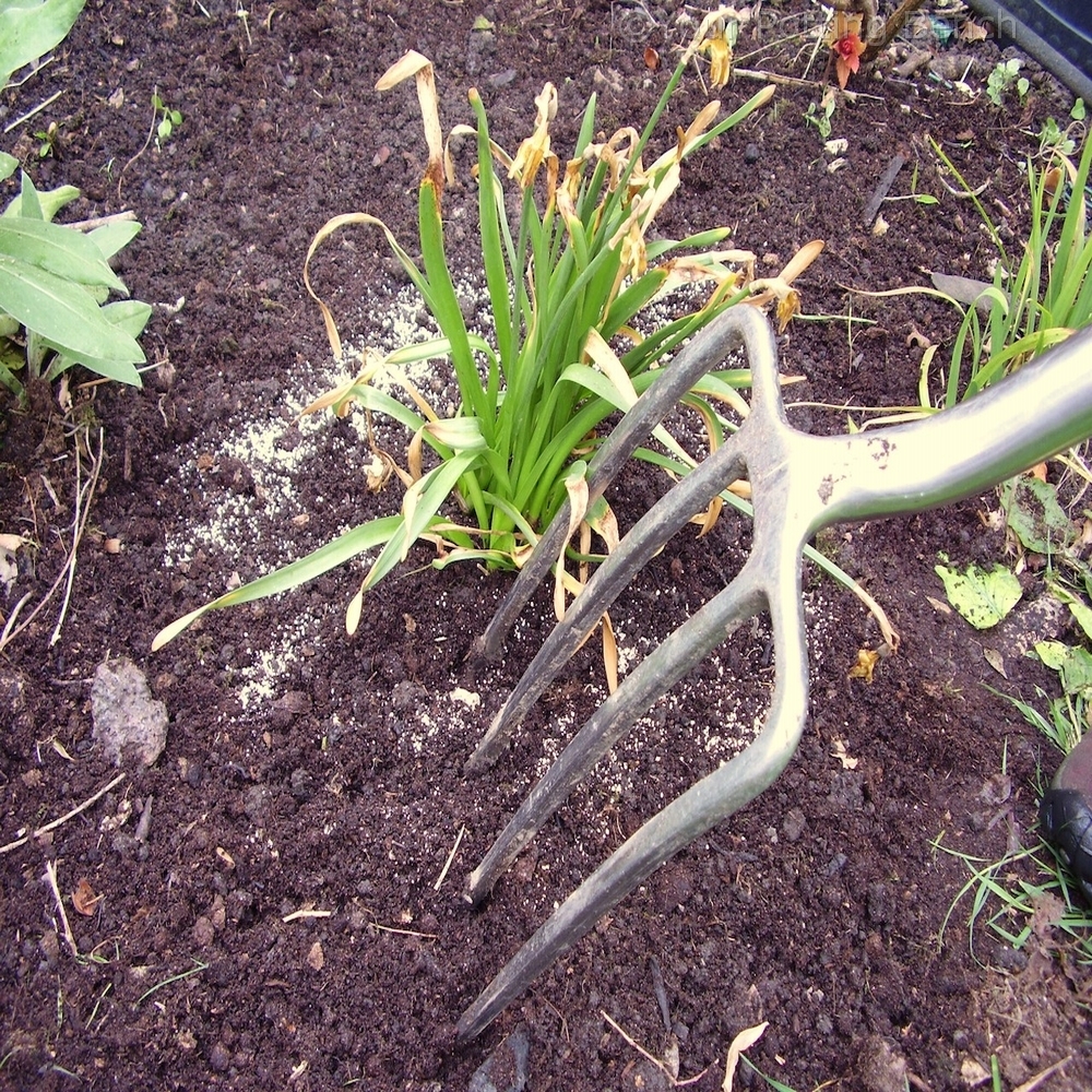 Step 3 of How to Care for Bulbs after flowering