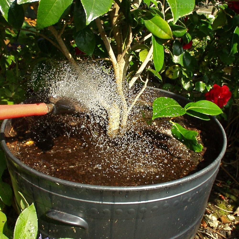 Step 4 of How to care for Camellias