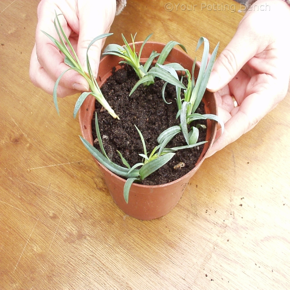 Step 3 of How to Root Carnations 