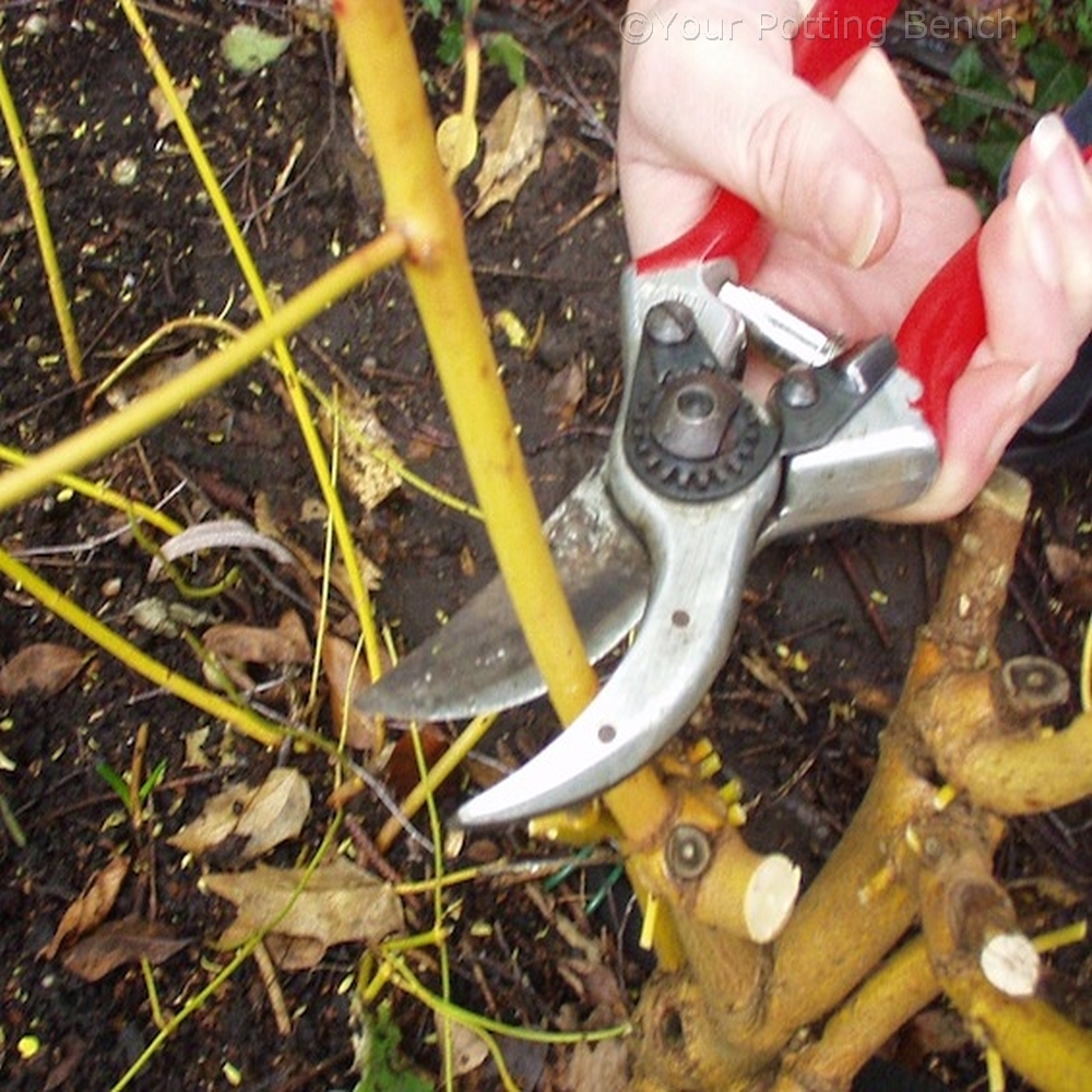 Step 2 of How to prune for coloured stems