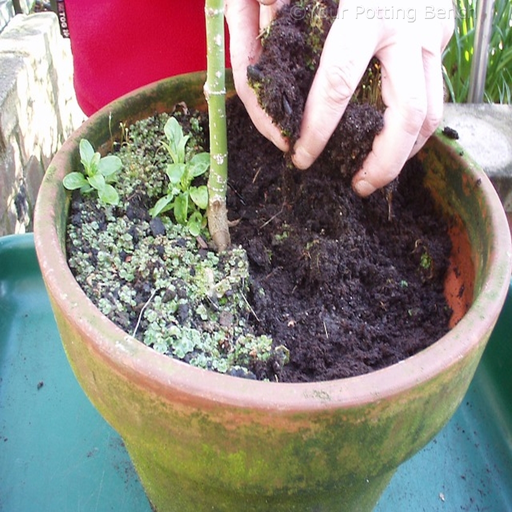Step 1 of How to Maintain a container plant
