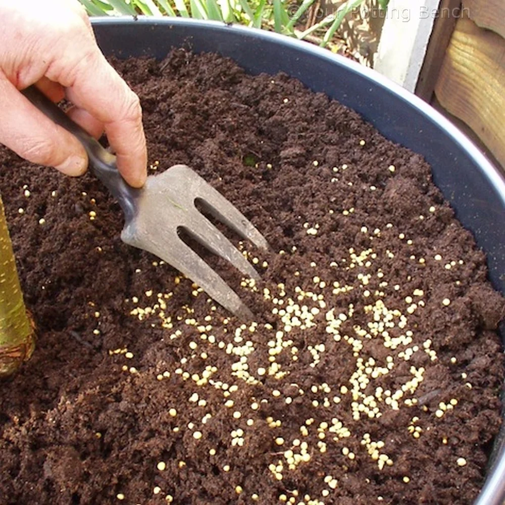 Step 3 of How to Maintain a container plant