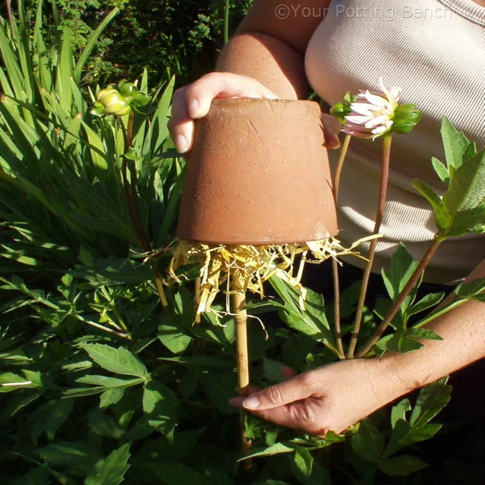 Step 2 of How to make the most of your dahlias
