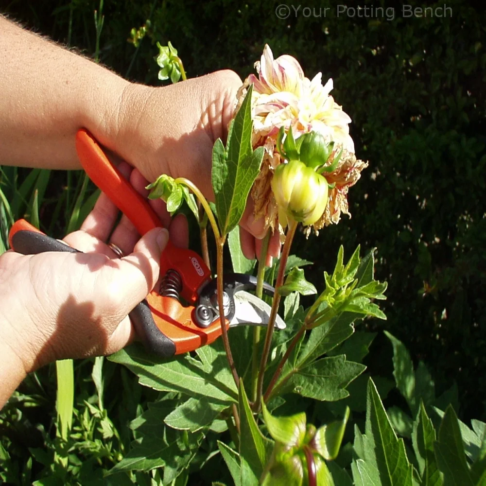 Step 4 of How to make the most of your dahlias