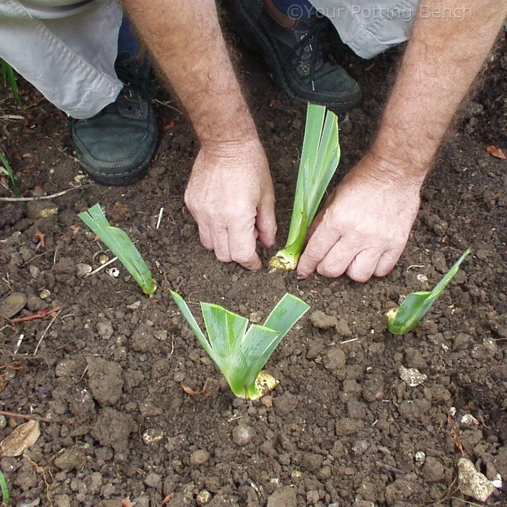 Step 4 of How to Divide Early Summer-Flowering Iris