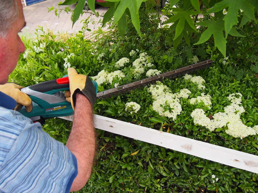 Step 2 of Hedge Trimming