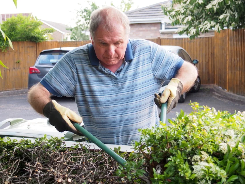 Step 3 of Hedge Trimming