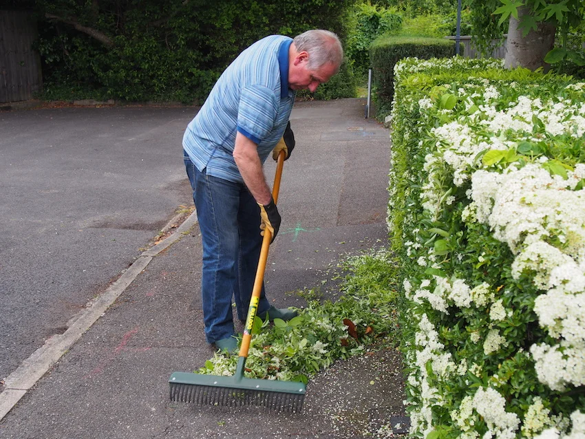 Step 4 of Hedge Trimming