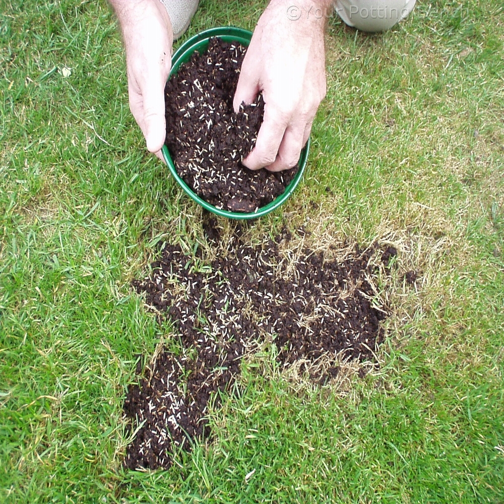 Step 2 of How to repair a lawn - Patches