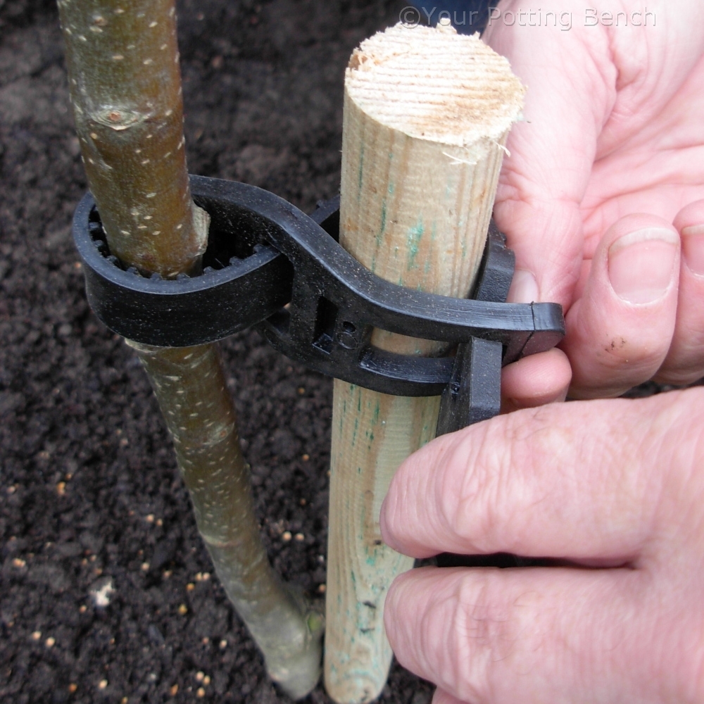 Step 4 of How to plant a Fruit Tree