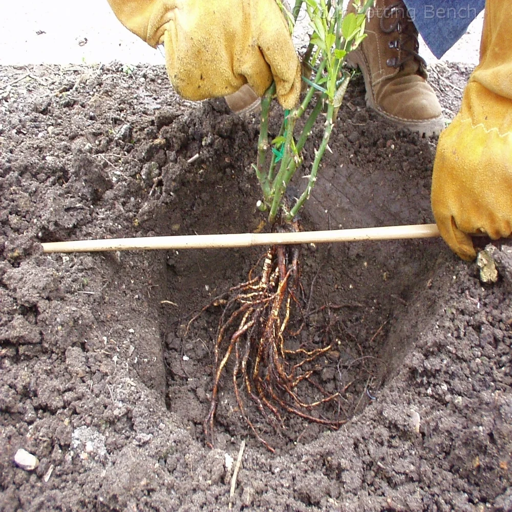 Step 2 of How to plant a bare-root rose 
