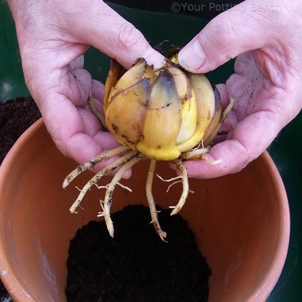 Step 2 of How to grow a lily in a Container
