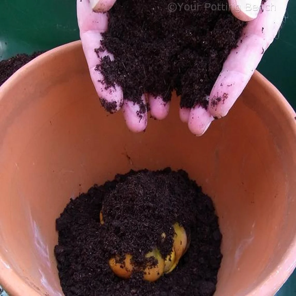 Step 3 of How to grow a lily in a Container