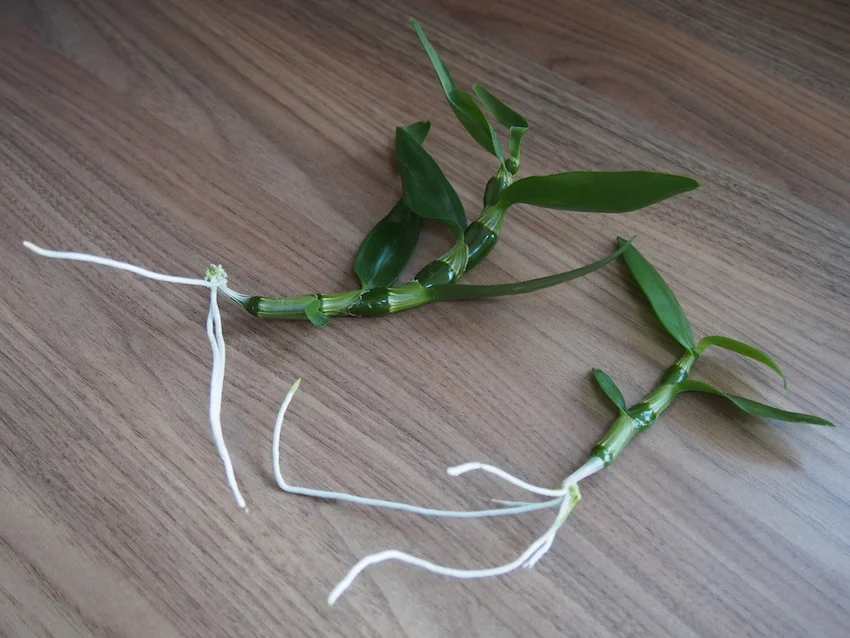 Step 2 of Propagate Dendrobium Orchids