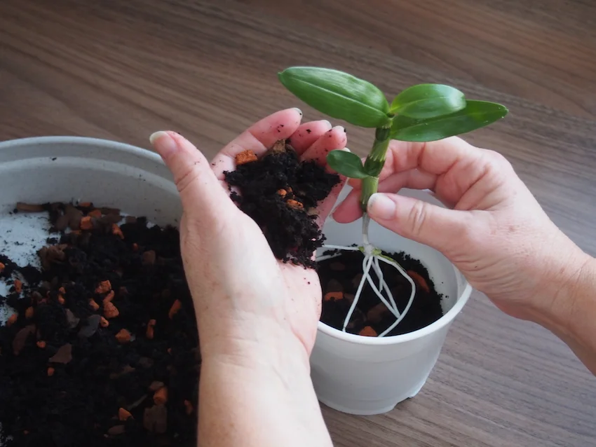 Step 3 of Propagate Dendrobium Orchids