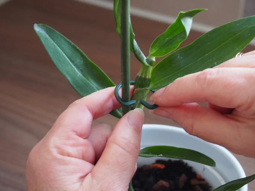 Step 4 of Propagate Dendrobium Orchids