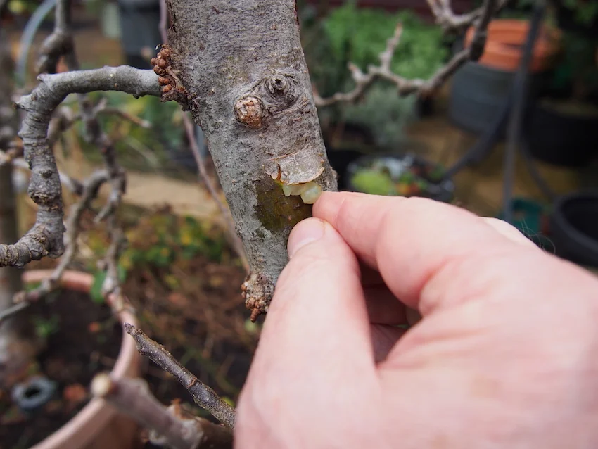 Step 2 of How to Propagate Mistletoe