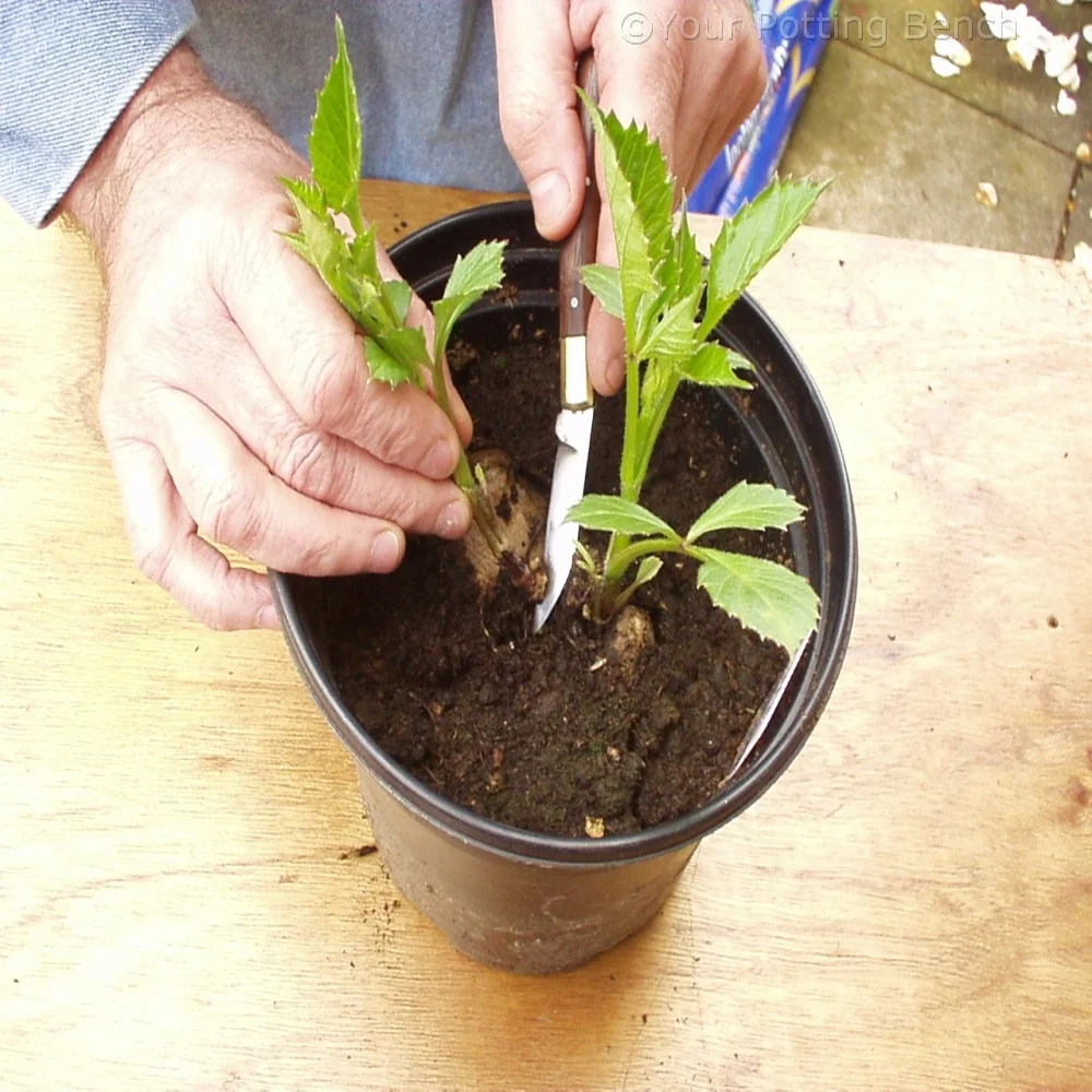 Step 2 of How to take Dahlia cuttings