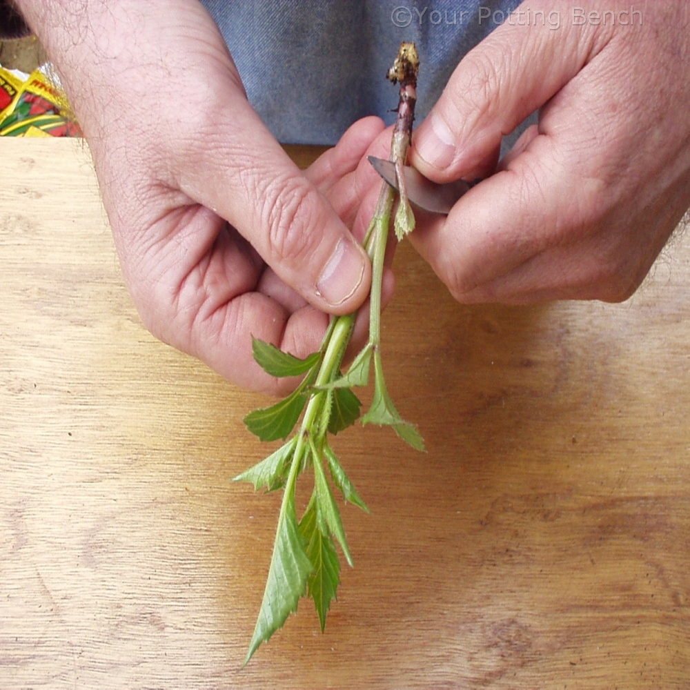 Step 3 of How to take Dahlia cuttings