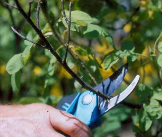 Step 1 of How to: Maintenance Pruning 