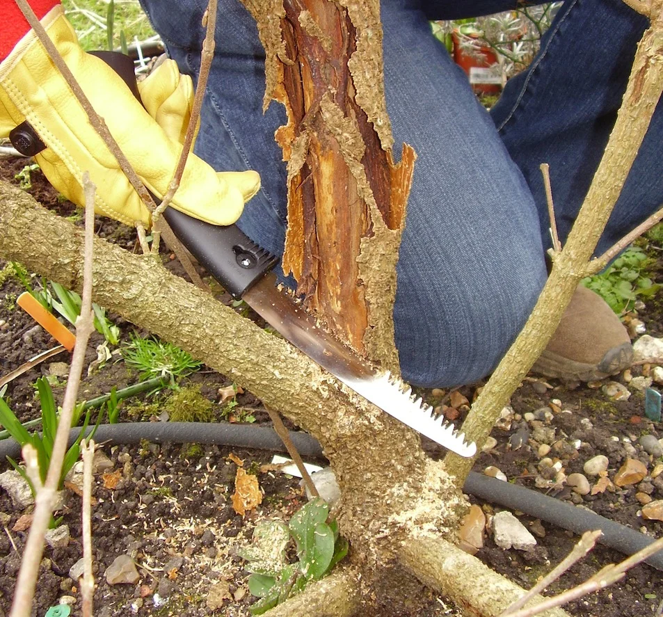 Step 3 of How to: Maintenance Pruning 