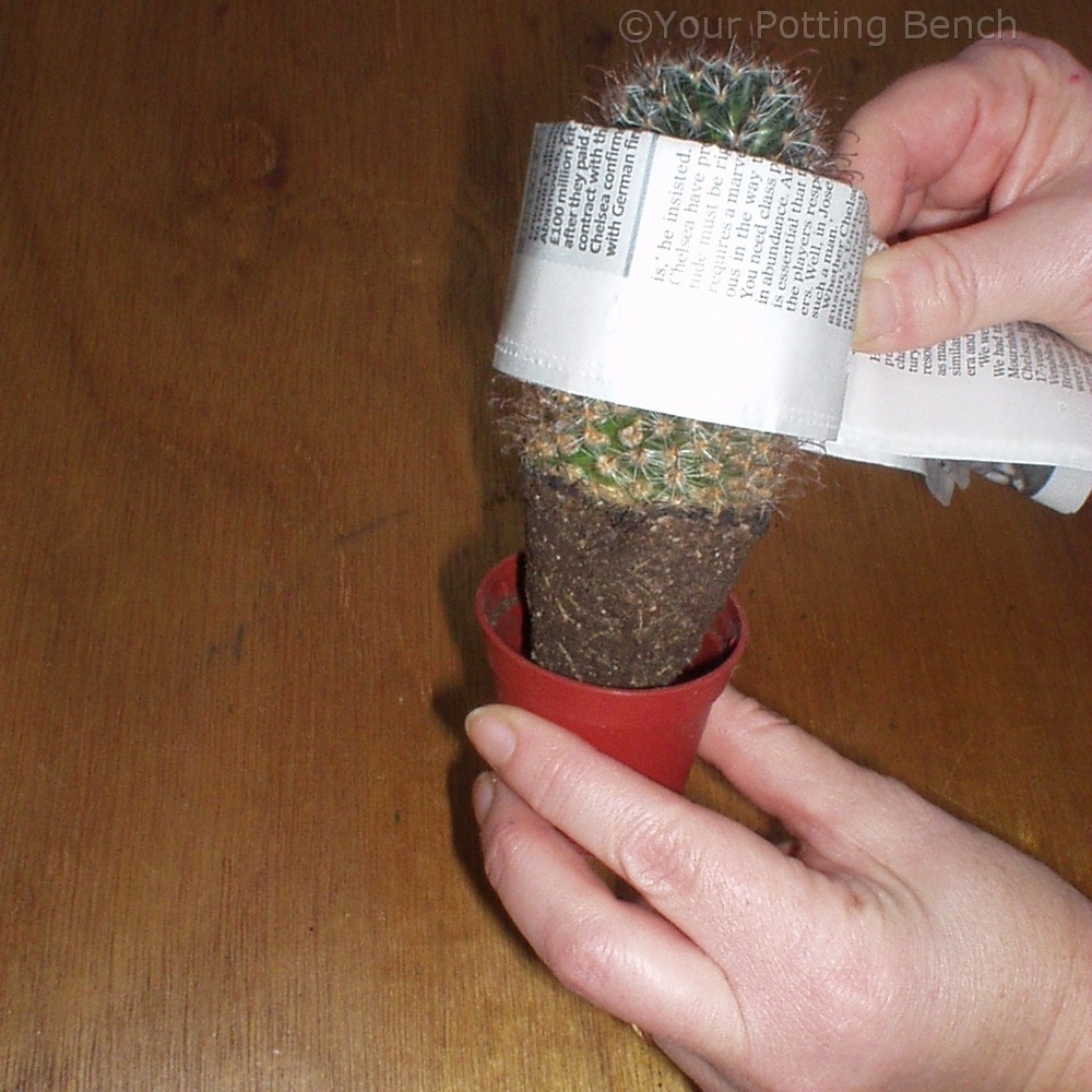 Step 2 of How to re-pot a cactus