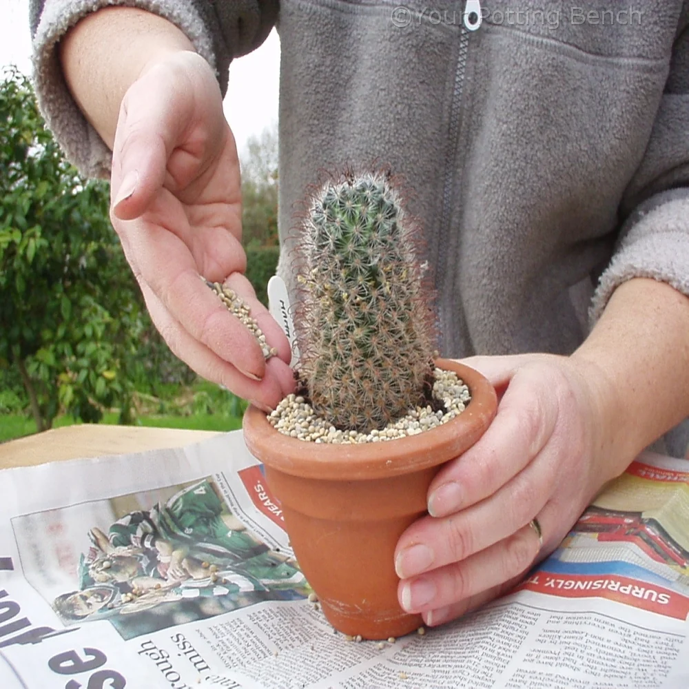 Step 4 of How to re-pot a cactus