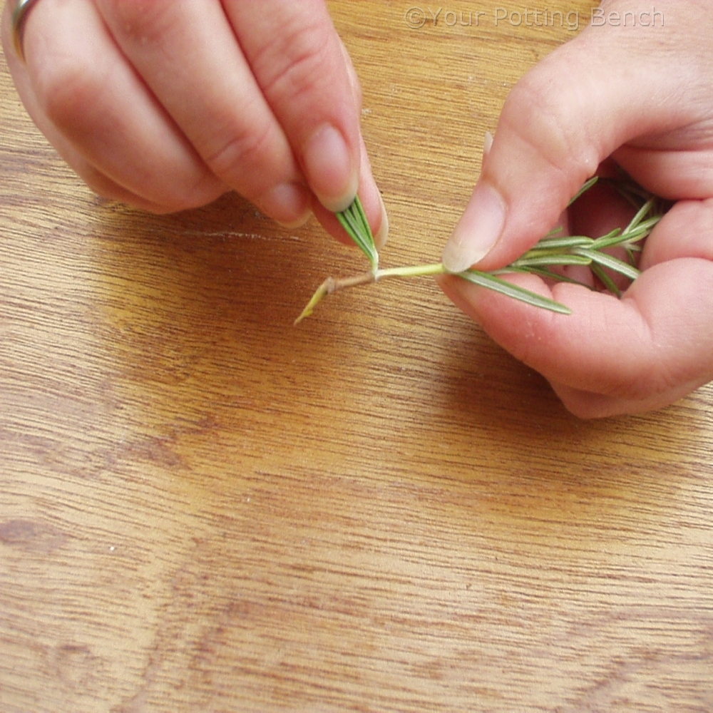 Step 2 of How to take semi-ripe cuttings