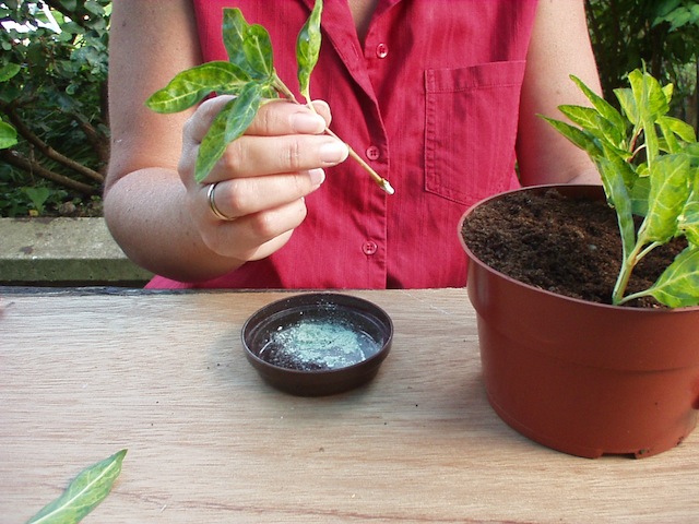 Step 3 of How to take softwood cuttings 