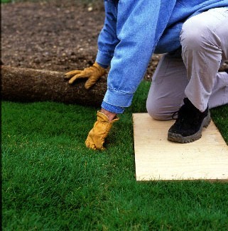 Step 4 of How to turf a lawn 