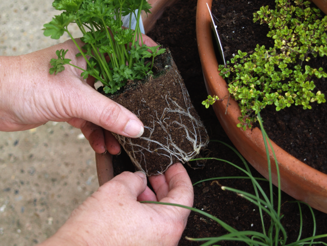 Step 4 of How to make a Herb Planter