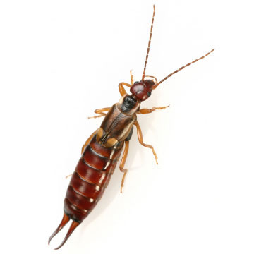 Image of Earwigs