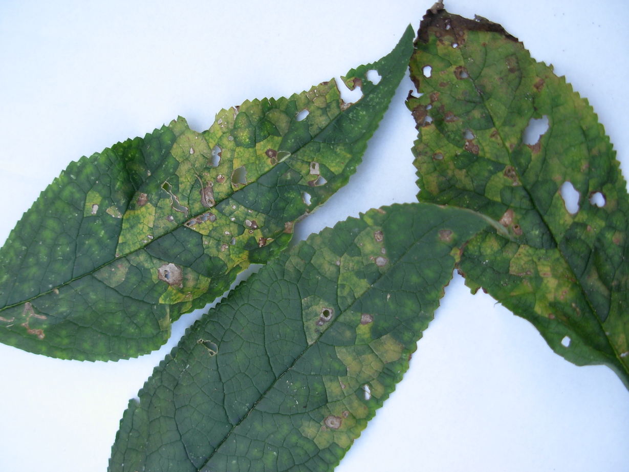 Image of Eelworms (leaf & stem) 
