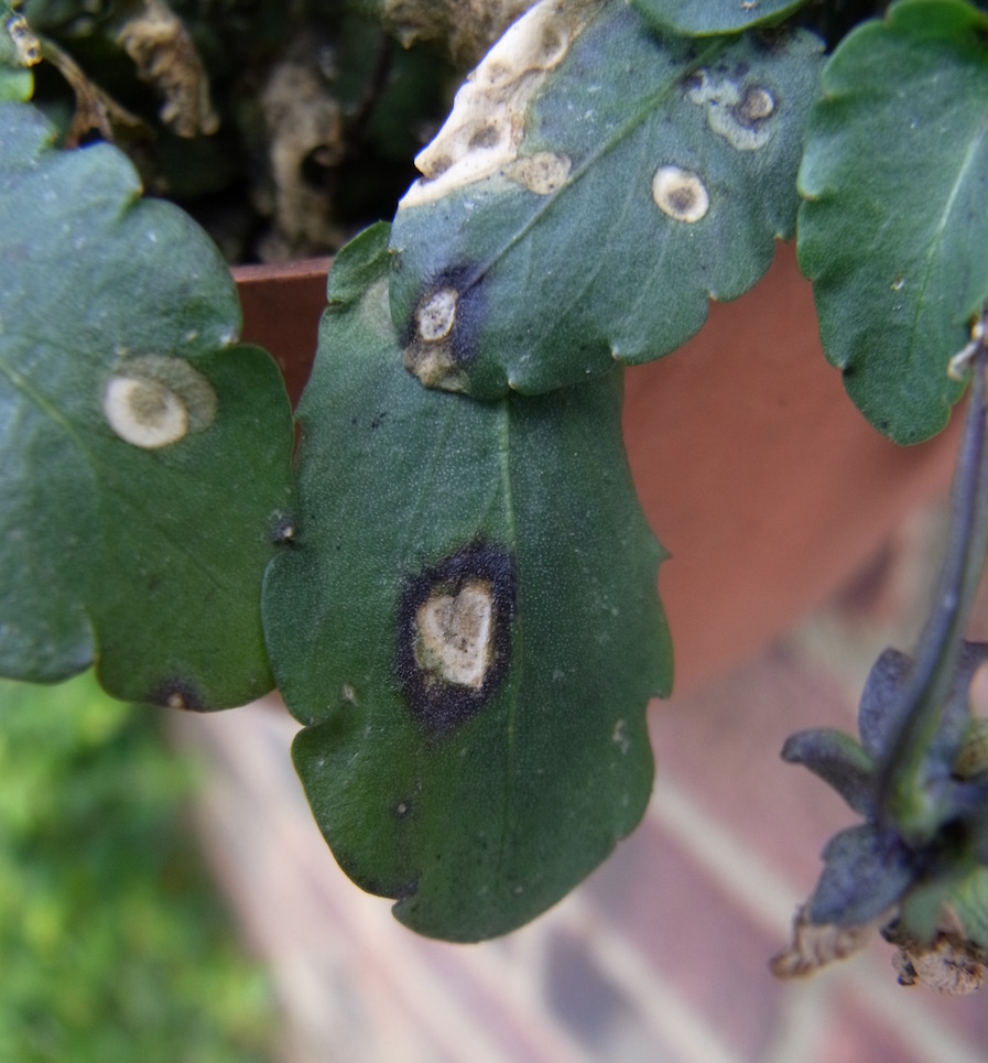 Image of Leaf spots - Fungal
