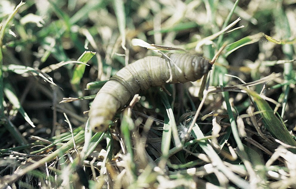 Image of Leatherjacket