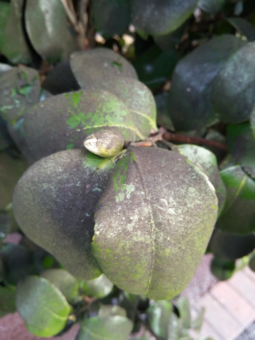 Image of Sooty moulds