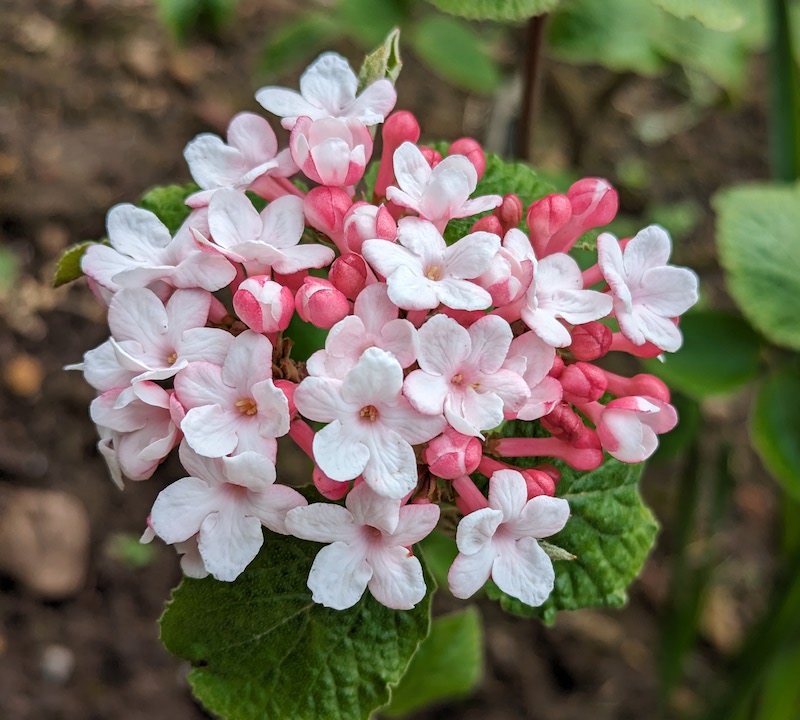 Latest News from garden.help