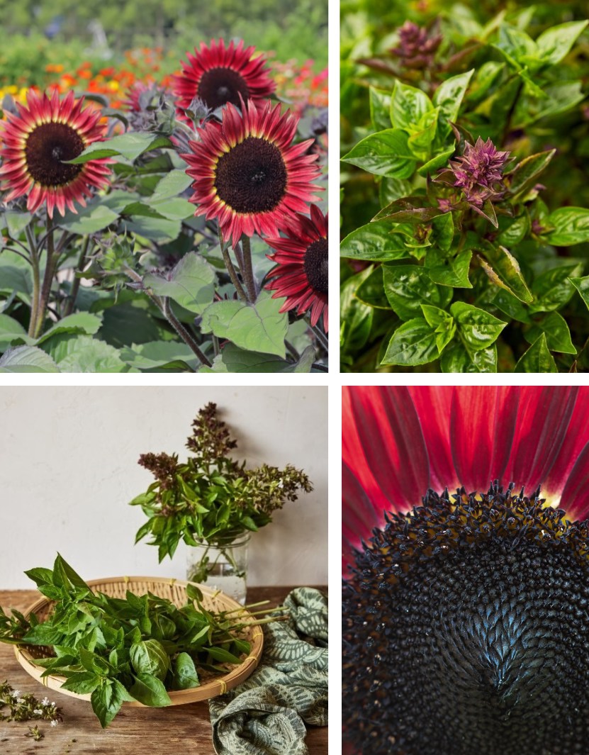 Visitors Vote for New Burpee Varieties at GWL