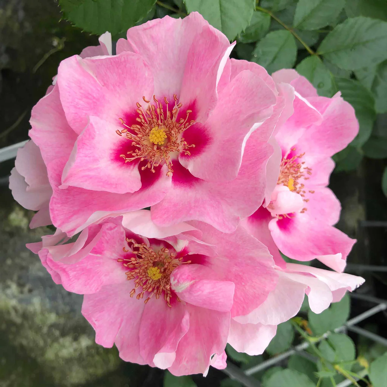 New Persica Hybrid Rose Launched at RHS Hampton Court