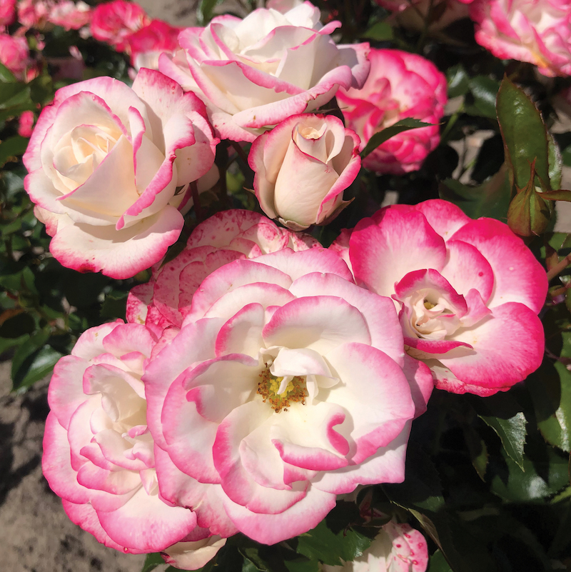 Image of Rose of the Year 2027: Art Deco