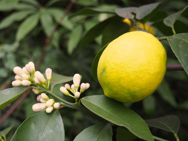 Latest News from garden.help