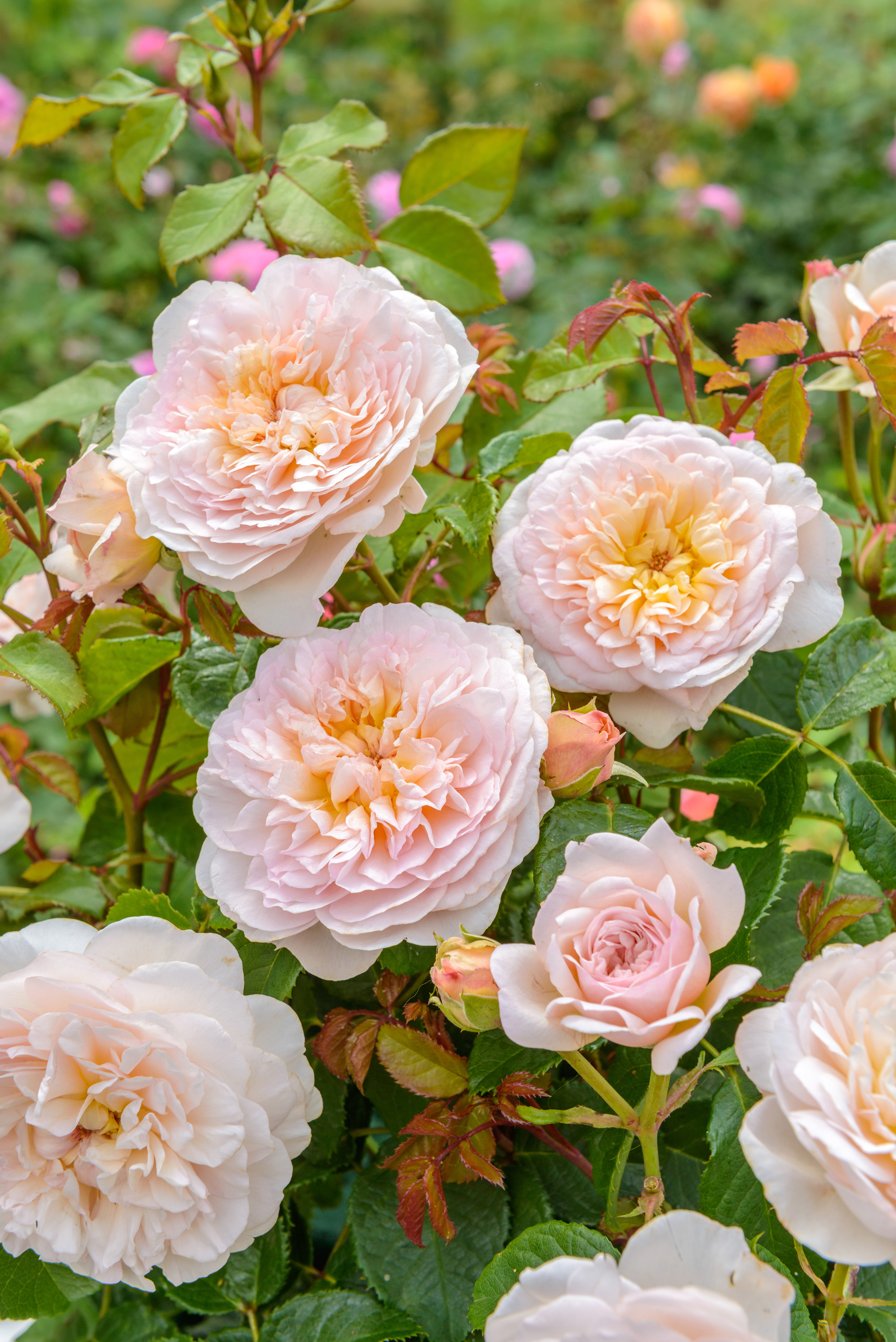 Image of Celebrated Rose Breeder David Austin Dies After Short Illness