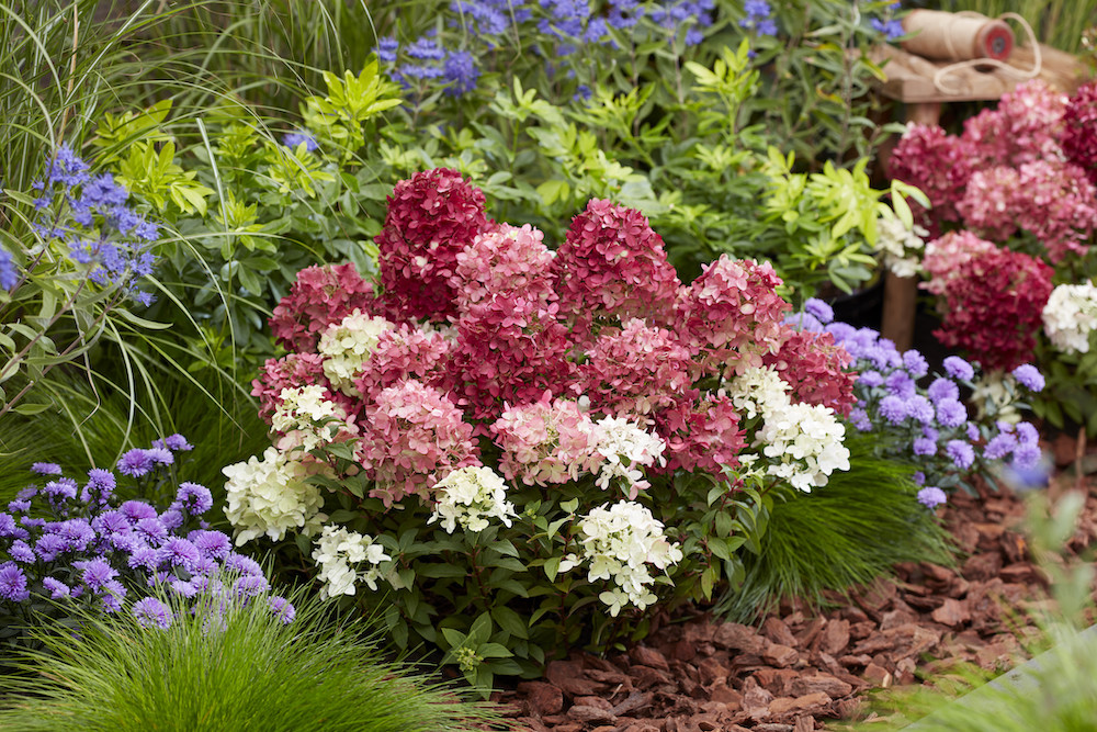 Image of Suttons Takes 2nd Place at RHS Chelsea Plant of the Year