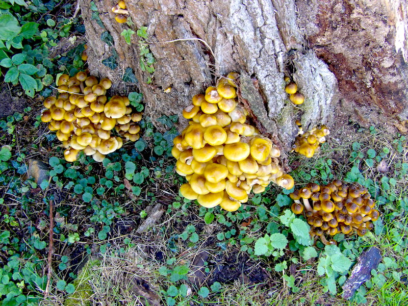 Top 10 Gardening Problems in 2023